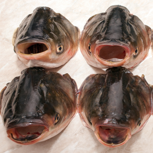 Karp głowy na wywar